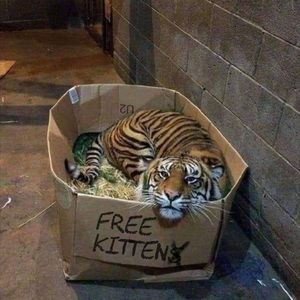 Meet your Posher, Angela